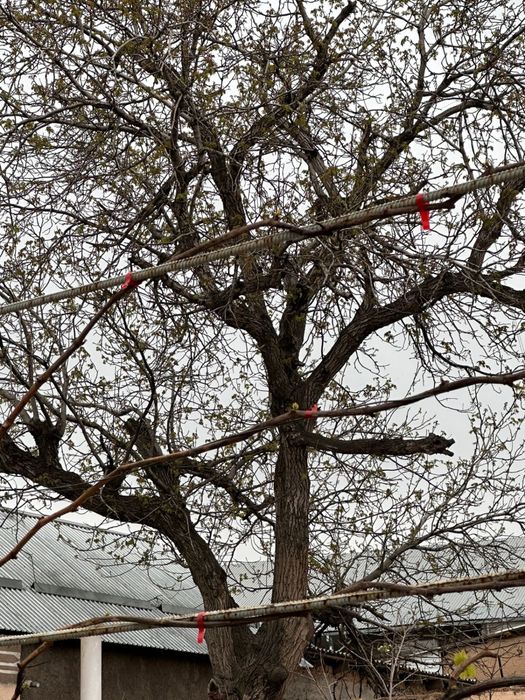 Дерево, агаш, тал, отын