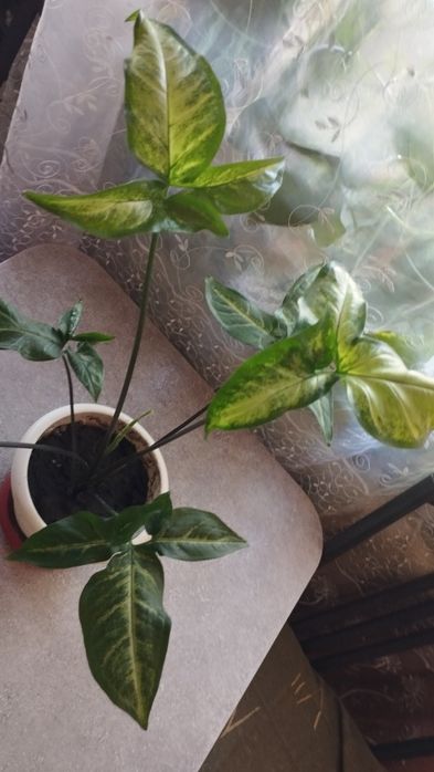 Сингониюм Вендланда очень редкий