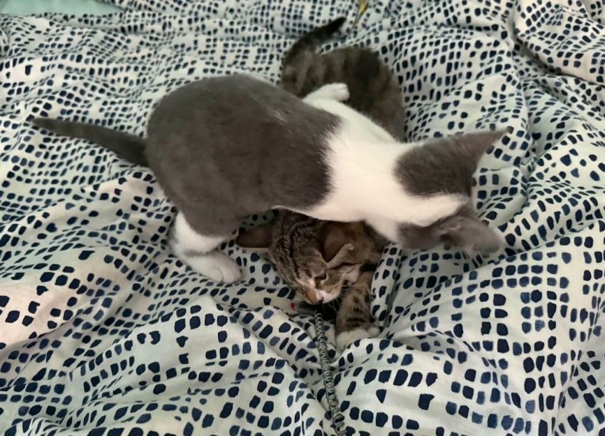 Две мъркащи котета ТЪРСЯТ дом