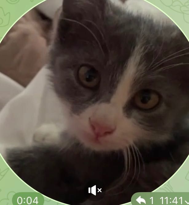 Котенок бесплатно