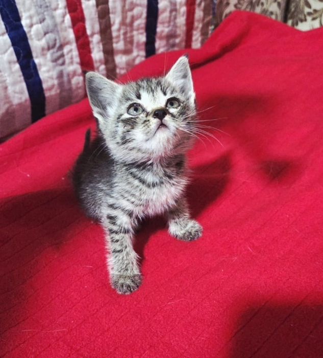 Отдаем котят в добрые руки