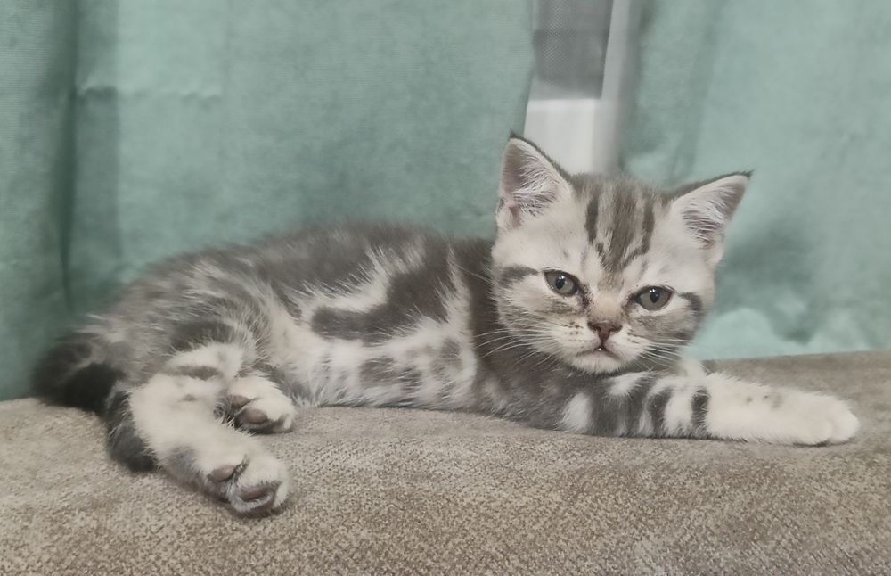 Продам шотландских котят