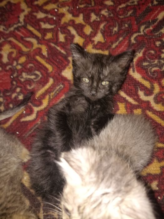 Отдам котят в хорошие руки.