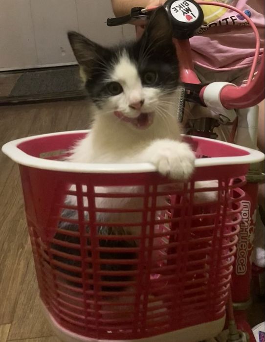 Котенок мальчик приучен к лотку