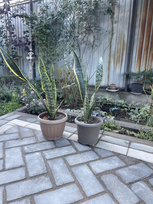 Цветы комнатные отлично подойдут для офиса кофейню