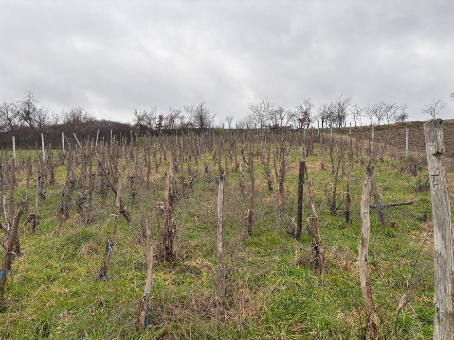 Vand teren intravilan cu VIE