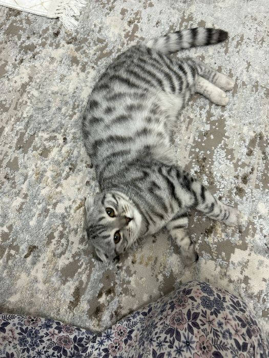 Продается кошка 30.000