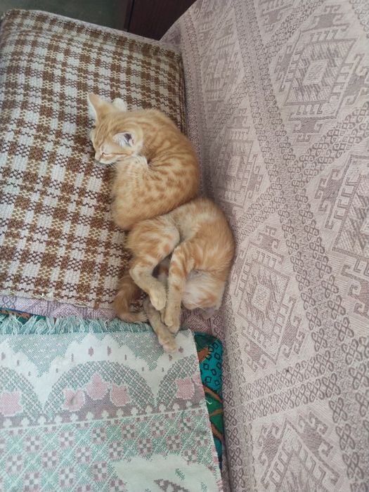 Котята даром в добрые руки