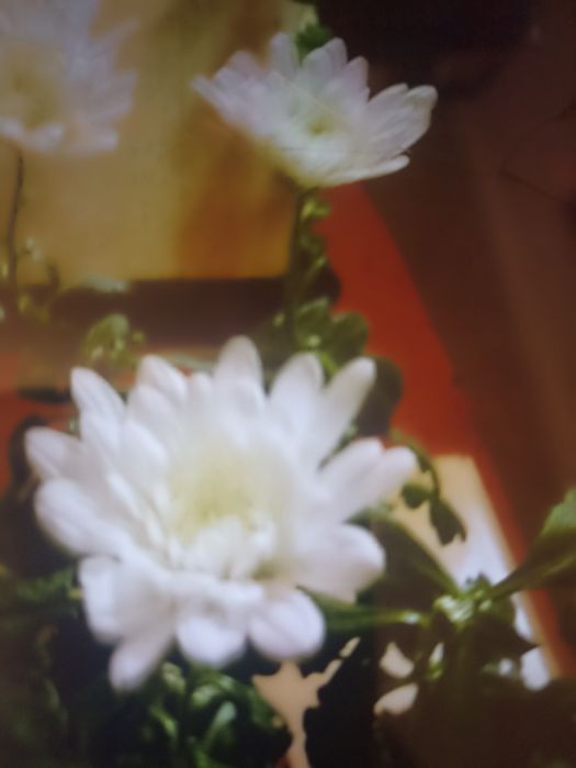 Укорененные черенки хризантемы