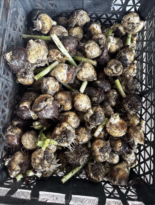 Лукивитца тюлпана