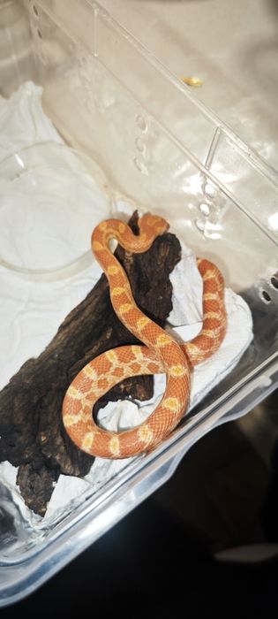 Маисовый полоз змея