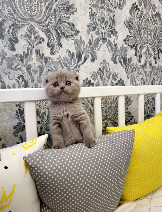 Скоттиш Фолд.  Девочка и Мальчик.