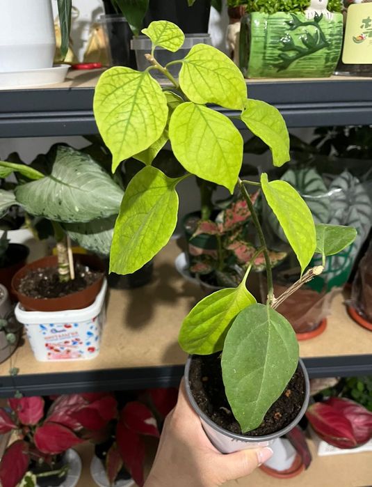 Комнатные растения