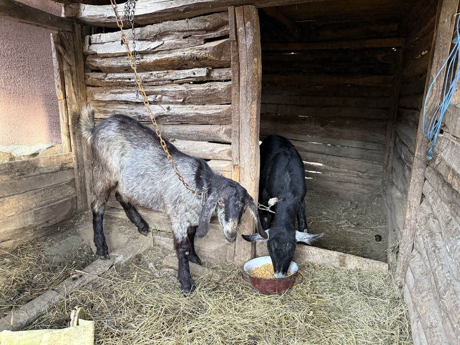 Vând o iadă și un țap anglo