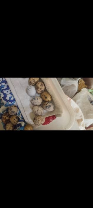 Италия перепелы самки самцы