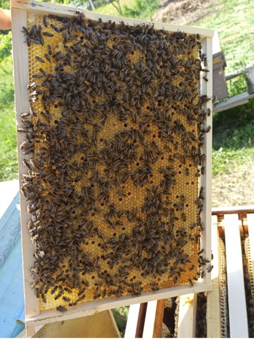 Botci , mătci , material biologic