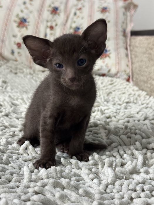 Продам ориентальных котят