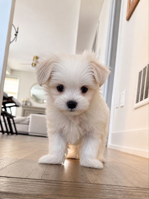 Bichon maltez mini toy