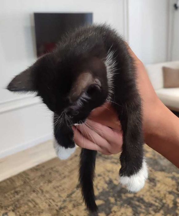 Отдадим бесплатно котят в добрые руки