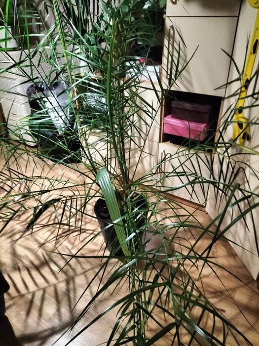 Пальма финиковая