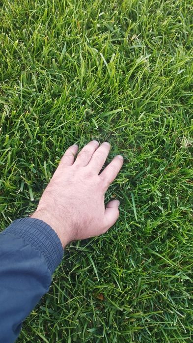 Газон Gazon ОПТОМ.