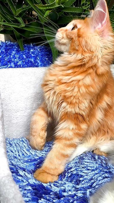 МЕЙН- КУНЫ ! ЦВЕТНЫЕ, Голубые- Мрамор- Дым и т.д.