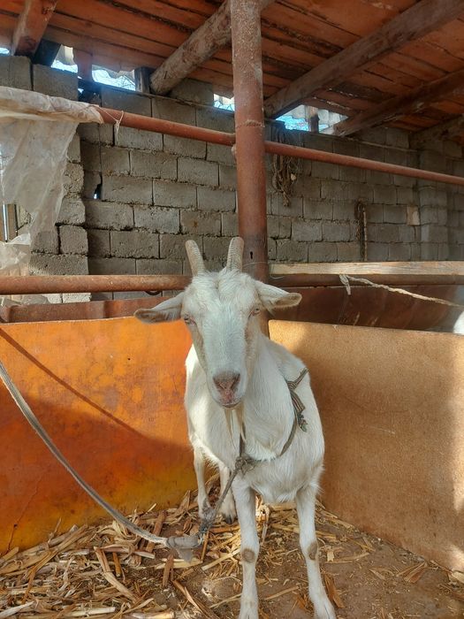 Ешкі екі лағымаен