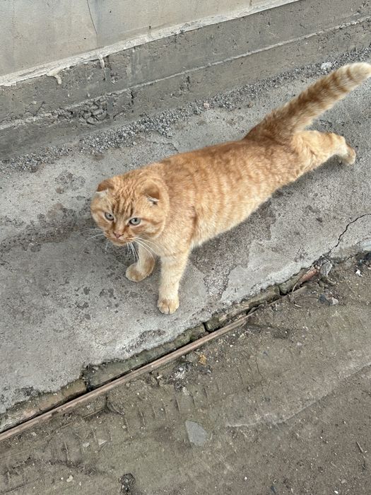 Отдадим в добрые руки