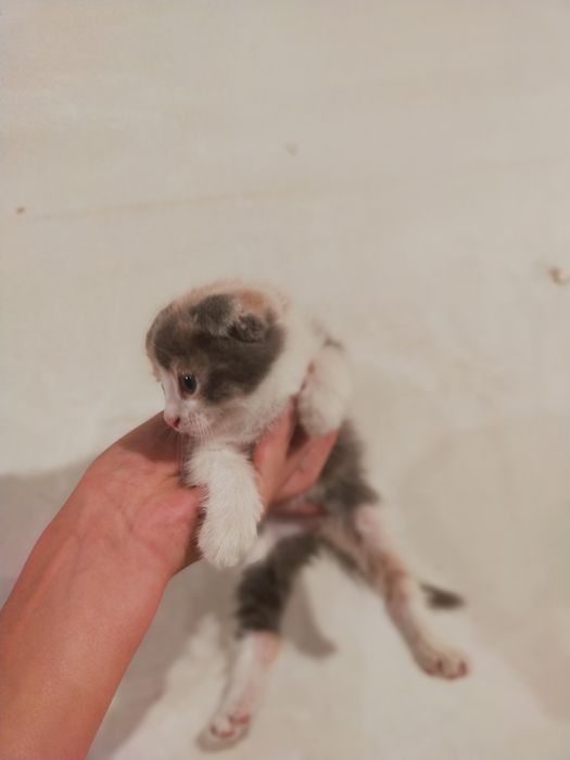 Отдам котят бесплатно
