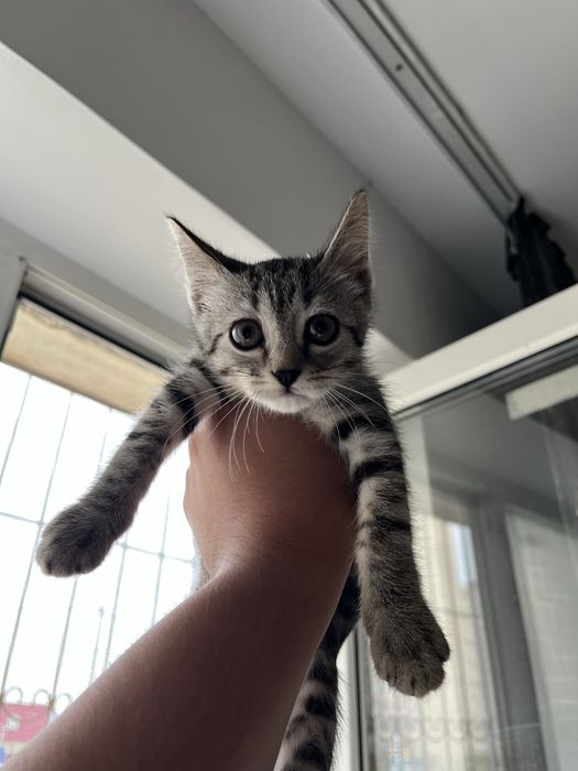 Котик в добрые руки