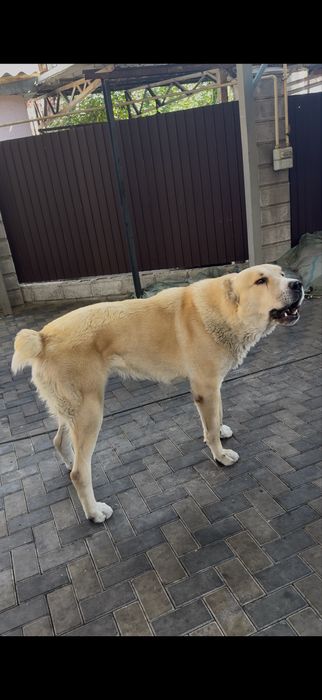 Мальчик Алабай Ищет Девочку