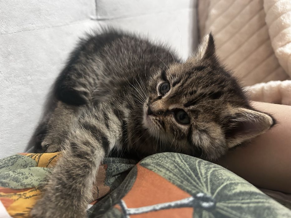 Отдам котенка в добрые руки