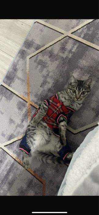 Отдадим котенка в хорошие руки