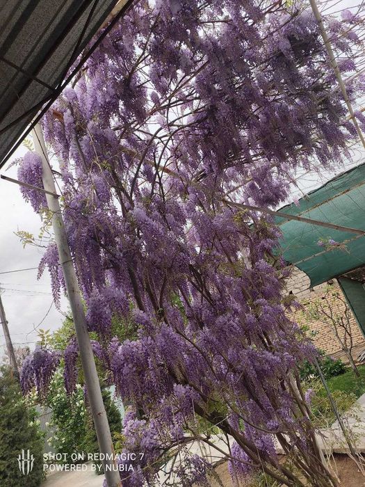 Продам саженцы глицинии