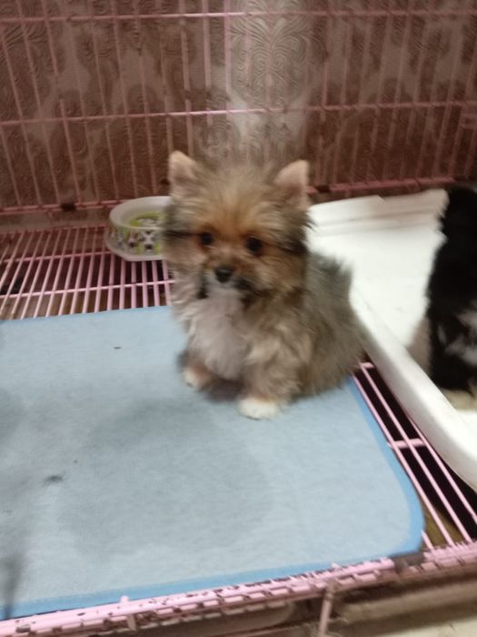 Продам щенков помесь шпиц и бивер