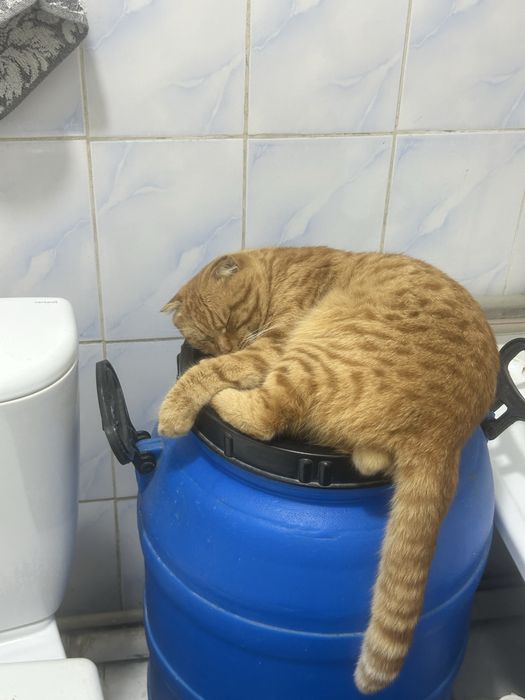 Отдам кота