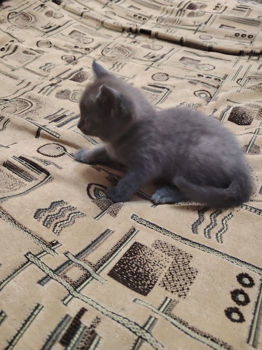 Отдам котёнка бесплатно