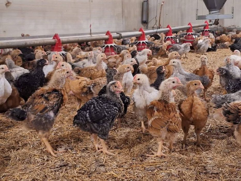 Pui Alb de carne Pui rasă mixtă Porumbac și roșu Kabir