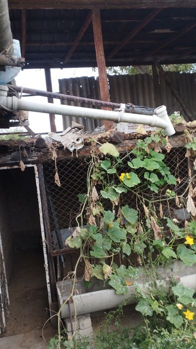 Продам қой қора срочно