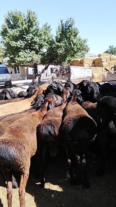 Кисарски кошкар сатлады