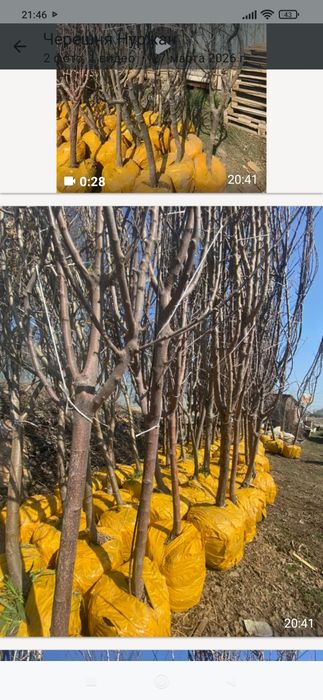 Фруктовые деревья