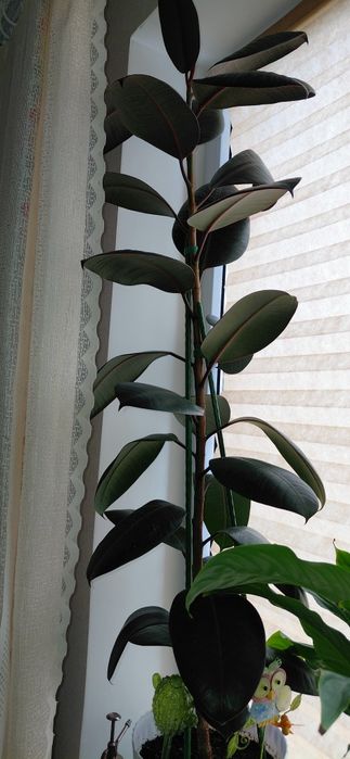 Комнатные растения. Комнатные цветы