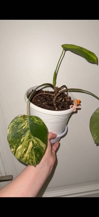 На скидке Монстера с желтой вариегацией