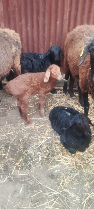 Қозылы қой 3 еркек 3кргашы