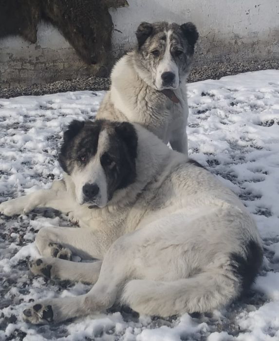 Продаётся девочка САО, алабай