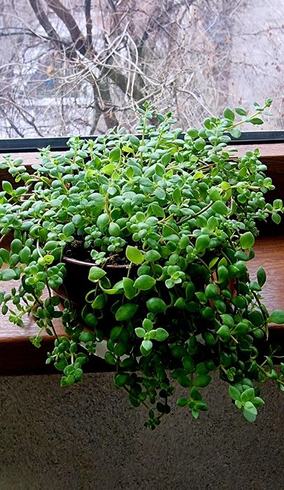 Комнатные растения