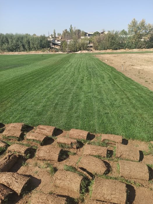 Газон живой, Дания, Оптом ³. От 40000 сум