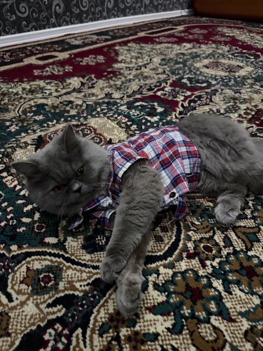 Вязка кота. Шотландский кот. 1 годик.