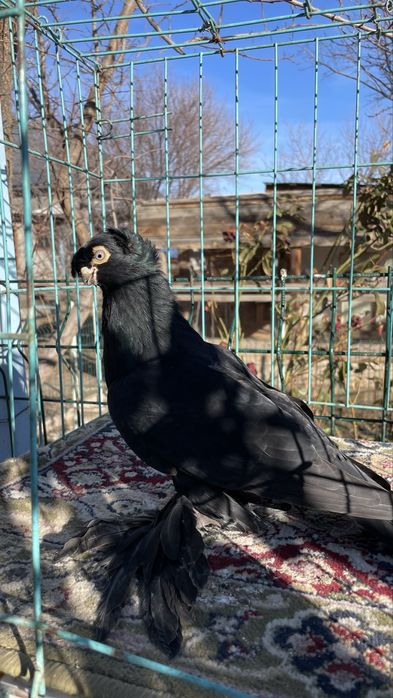 Голуби Кептер пр