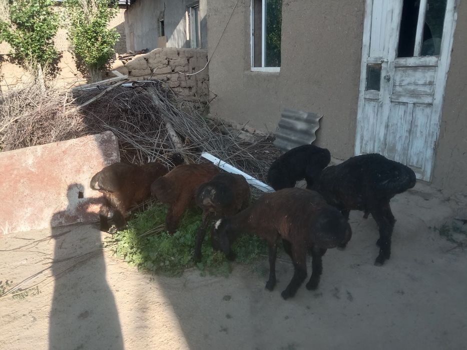 Jizzax zarbdor 16 sahoz ism Husan